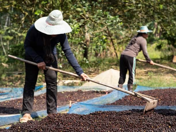 Caripe odrůda arabica 1