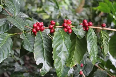 Bourbon odruda arabica