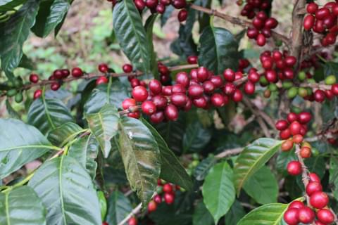 odrůda kávy arabica pacamara