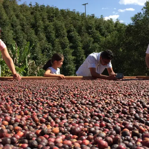 Cupping - degustace kávy 2