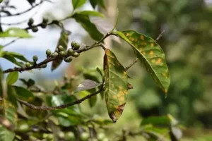 Casiopea odrůda arabica 5