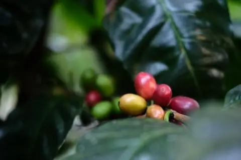 Harar Rwanda odrůda arabica 2