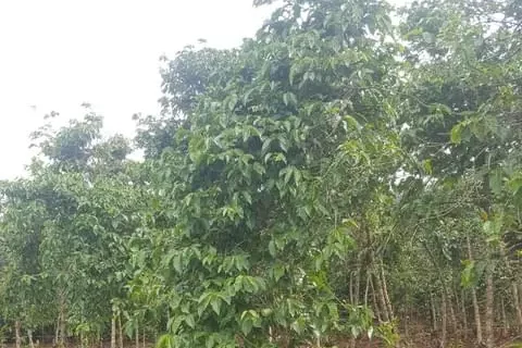 Harar Rwanda odrůda arabica 3