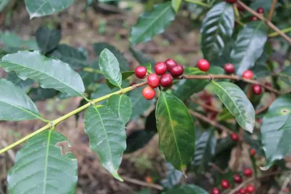 Odrůda arabica typica