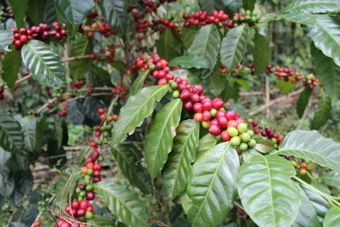 H3-odruda-arabica