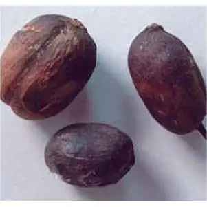 Sušená třešeň (Dried Cherry / Pod)