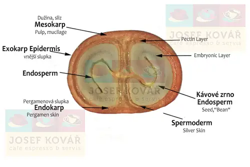 Mucilage, slizová vrstva