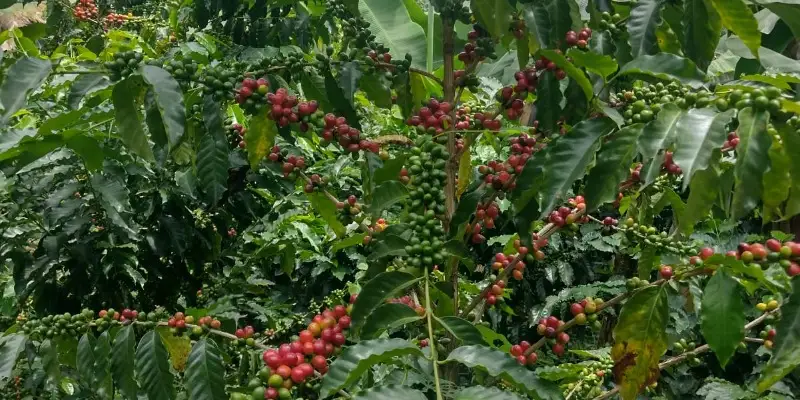 Guatemala - Kávový poklad Střední Ameriky 1