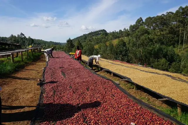 Uganda - kávové regiony Ugandy 3